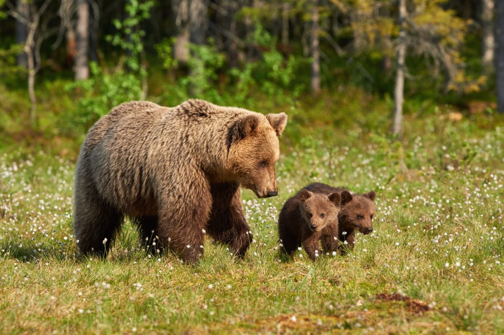 Bear watching in wild Carpathia